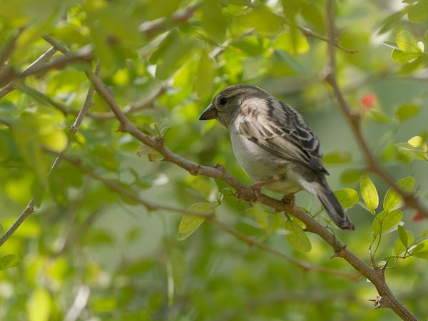 Yellow-throated sparrow (Gymnoris xanthocollis)